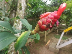 Costus spiralis