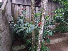 Costus spiralis