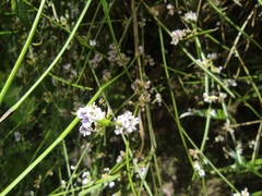 Carmichaelia odorata