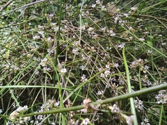 Carmichaelia odorata