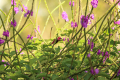 Microchera albocoronata