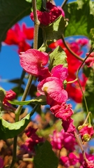 Antigonon leptopus