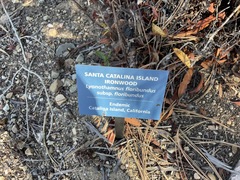 Lyonothamnus floribundus floribundus