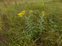 Jacobaea paludosa lanata