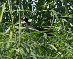 Porphyrio alleni