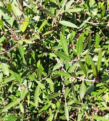 Phillyrea angustifolia