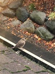 Haemorhous mexicanus