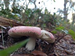Russula hixsonii