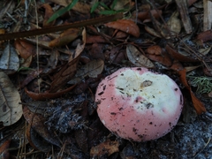 Russula hixsonii
