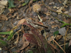 Aiolopus thalassinus