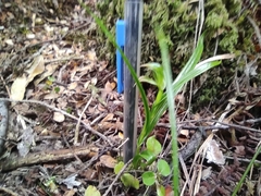 Pterostylis porrecta