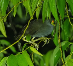 Amaurornis moluccana