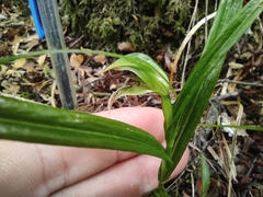 Pterostylis porrecta