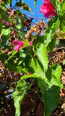 Antigonon leptopus