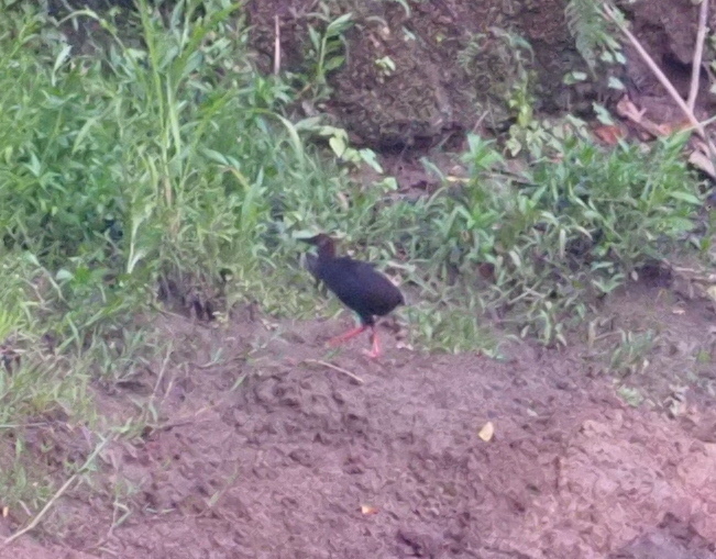 Pink-Legged Rail