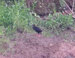 Gallirallus insignis