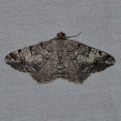 Macaria granitata