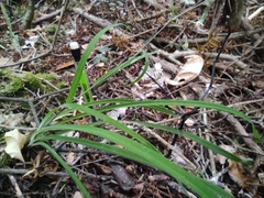 Arthropodium candidum