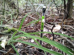 Arthropodium candidum