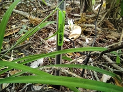Arthropodium candidum