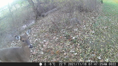 Odocoileus virginianus