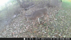 Odocoileus virginianus