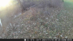 Odocoileus virginianus