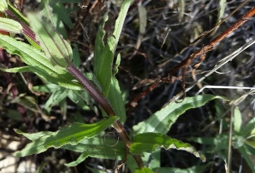 Coast Indian Paintbrush foliage