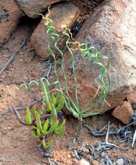 Gethyllis britteniana