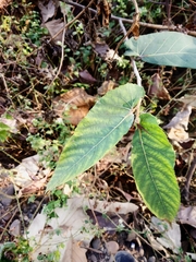 Ficus semicordata
