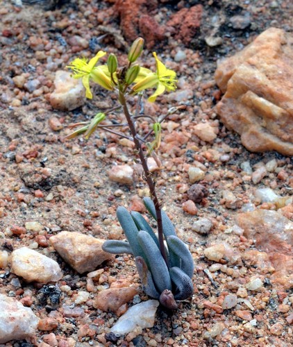 Bulbine lamprophylla · iNaturalist Mexico