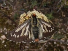 Metardaris cosinga