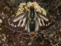 Metardaris cosinga