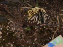 Metardaris cosinga