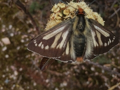 Metardaris cosinga