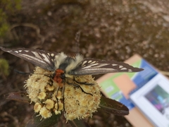 Metardaris cosinga