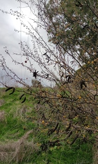Vachellia farnesiana