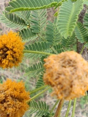 Vachellia farnesiana