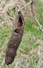 Vachellia farnesiana