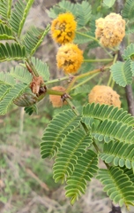 Vachellia farnesiana