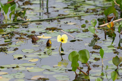 Hydrocleys nymphoides