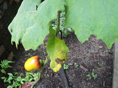 Solanum sessiliflorum