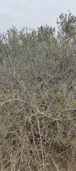 Olea europaea