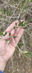 Olea europaea