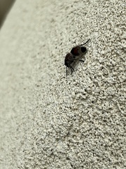 Dasymutilla militaris