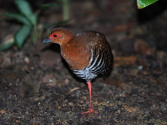 Rallina fasciata