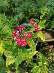Pentas
