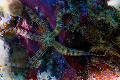 Ophiocoma brevipes