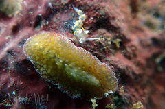 Thysanozoon tentaculatum