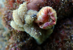 Polydectus cupulifer